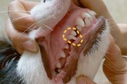 狗狗的乳牙（了解狗狗乳牙的特点和变化，为它们的口腔健康铺平道路）