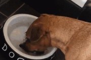狗狗为什么会对着碗叫？（探究狗狗对食物表现出叫喊行为的原因）