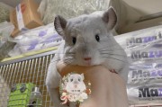 龙猫银斑和紫灰（探索龙猫银斑和紫灰的色彩奥秘）