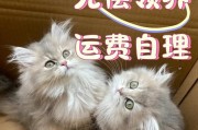 猫咪为什么喜欢抱着主人的脸？（探索猫咪喜欢抱脸的原因及其对主人的意义）