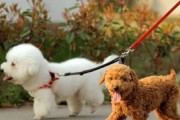 泰迪狗狗3个月流鼻涕该如何处理？（给泰迪狗狗治疗流鼻涕的有效药物及方法）