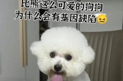 狗狗颤抖原因揭秘（狗狗身体颤抖可能的病因及应对方法，心疼宠物的你必读！）