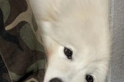 炎热天气下狗狗不想吃饭？营养膏是最佳解决方案！（营养膏为贪吃的狗狗提供全面营养补充，保持健康体态）