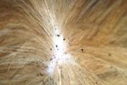 狗被跳蚤咬的危害与应对方法（揭秘狗被跳蚤咬的迹象，帮助你更好地保护你的宠物健康）
