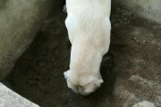 产后母狗为什么会刨地板？（揭开产后母狗刨地板的原因和解决方法）