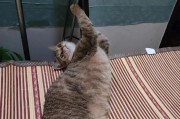 猫为什么会弓着背蹭人？（探究猫咪弓背蹭人的行为原因）