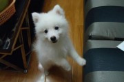 如何饲养健康快乐的日本尖嘴犬？（日本尖嘴犬饲养技巧大揭秘！）