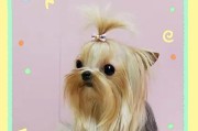 约克夏犬（展现独特魅力的约克夏犬——雪纳瑞与西施犬的完美结合）