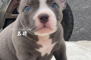 美国恶霸犬（探索美国恶霸犬的历史、特点和培养）