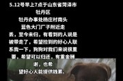 探索狗为什么会有飞耳的奥秘（解析狗耳朵的飞起来的原因及其重要性）