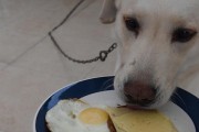 小狗的饮食需求与喂养方法（健康饮食保证小狗的成长——了解小狗的饮食需求及喂养方法）