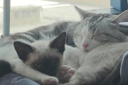 猫咪为什么在睡觉时会一直叫？（揭秘猫咪睡觉时的叫声背后的真相）