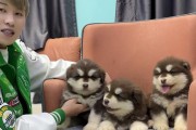 探索国内专业犬舍——阿拉斯加的犬舍（揭秘国内顶级阿拉斯加犬舍，让你的爱宠焕发光彩）
