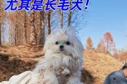 迷你贵宾犬（以什么狗长不大还温顺）