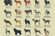 选购杜宾犬的十大要点（如何选购适合自己的杜宾犬？）