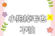 小狗换毛需要多久？（了解小狗换毛的时间周期和注意事项。）
