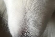 宠物狗鼻子干有白色东西是什么？