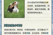 比格犬（探索比格犬魅力，解读养狗热潮中的关键因素）