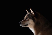 以被毛很黑的柴犬好不好？挑选优秀柴犬的关键因素（柴犬毛色对品质的影响及选择标准）
