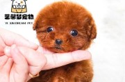 泰迪狗与贵宾狗（探寻泰迪狗与贵宾狗在外貌、性格和护理方面的不同）