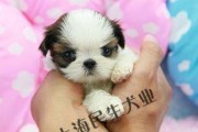 西施幼犬饲养全攻略（以宠物为主，从喂食到训练全面指导）