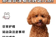 养狗之旅的最佳时机（以狗死之后多久才能再次养狗？）