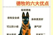德牧犬的背部形态（探讨德牧犬不同背部形态的特点和适应能力）