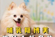 探索博美的饮食喜好与养生秘籍（揭秘博美口味偏好及饮食养生之道）