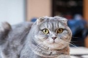 苏格兰折耳猫的饲养方法（养猫初学者必知的15个技巧）