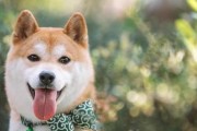 如何科学饲养你的柴犬（从喂养到训练，让你成为爱犬的好主人）