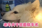 为什么要给萨摩耶犬绝育？（探讨萨摩耶犬绝育的必要性和好处）