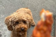 幼犬泰迪毛发深的秘密（探索幼犬泰迪的理想食谱，助其拥有浓密黑亮的毛发）