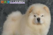 了解松狮犬毛发的特点（探寻宠物松狮犬的完美毛发）