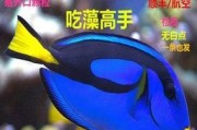 七彩吊的饲养方法详解（打造精美水族馆，提供完美饲养环境，让七彩吊健康成长）