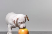 狗狗哺乳期的饮食需求（为您的母犬和幼犬提供全面的营养保障）