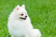博美犬疫苗接种频率解析（宠物保健与免疫计划的关键——了解博美犬疫苗接种时间）