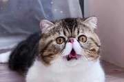 加菲猫（解析加菲猫的外貌特点及个性魅力）