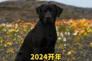 解决狗狗不爱吃狗粮的问题（让狗狗爱上狗粮的小窍门）