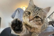 猫为什么爱磨爪的原因（探索猫咪磨爪的行为及其重要性）