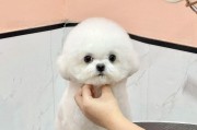 小型犬品种特点大揭秘（探索宠物犬世界中的小型犬品种，了解其个性和特点）