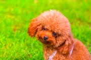 小狗驱虫，关注以下症状（了解小狗寄生虫感染的表现及常见症状）
