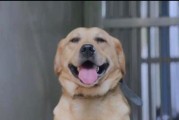 养警犬的好处（发现危险、保卫家园、提升安全）