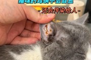 揭秘猫咪为何害怕洗耳朵（探究猫咪洗耳朵恐惧背后的原因及解决方法）