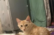 小猫之旅（探索名为什么的小猫世界）