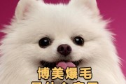 纠正被“宠坏”的博美（重塑，让博美健康成长）