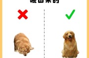 如何确定一只狗是否是金毛？（金毛特征、行为习性及饲养要点）