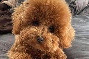 狗狗吃什么可以减少吐狗毛？（了解狗狗毛发护理的关键诀窍）