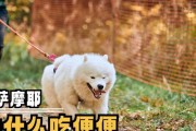 萨摩犬为何需要以草为主食？（探究萨摩犬草食的原因与益处）