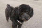 泰迪犬的夜间睡眠习惯剖析（揭秘泰迪晚上睡眠时间的奥秘，探究对其健康的影响）