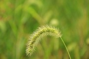 小狗尾巴的作用（了解小狗尾巴的功能及意义）
